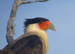 Birds of Bonaire – The warawara