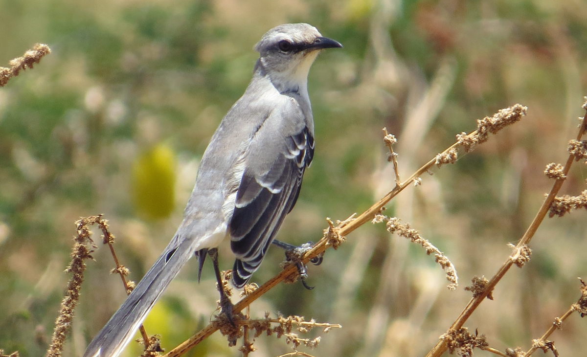 Birds of Bonaire - Tropical Mockingbird
