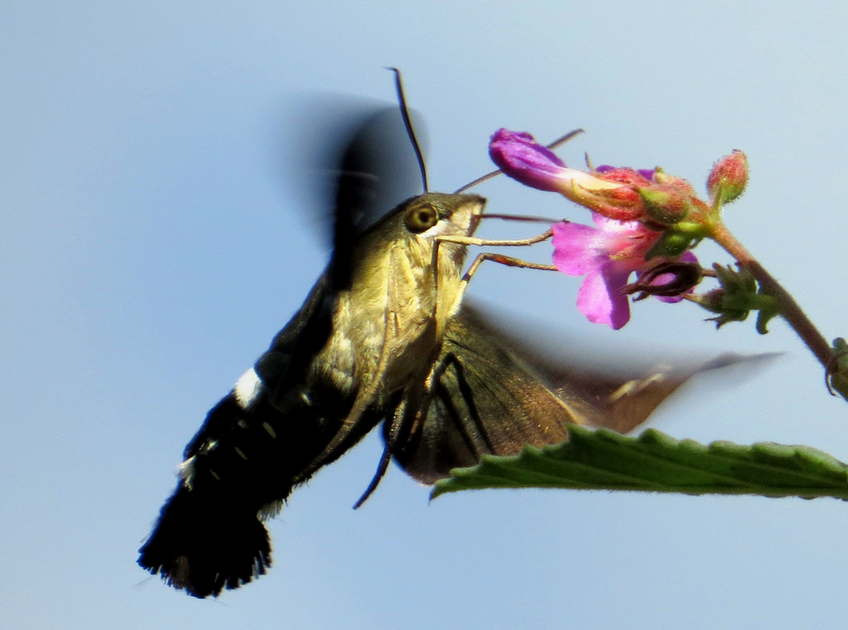 Butterflies on Bonaire - Clavipes sphinx