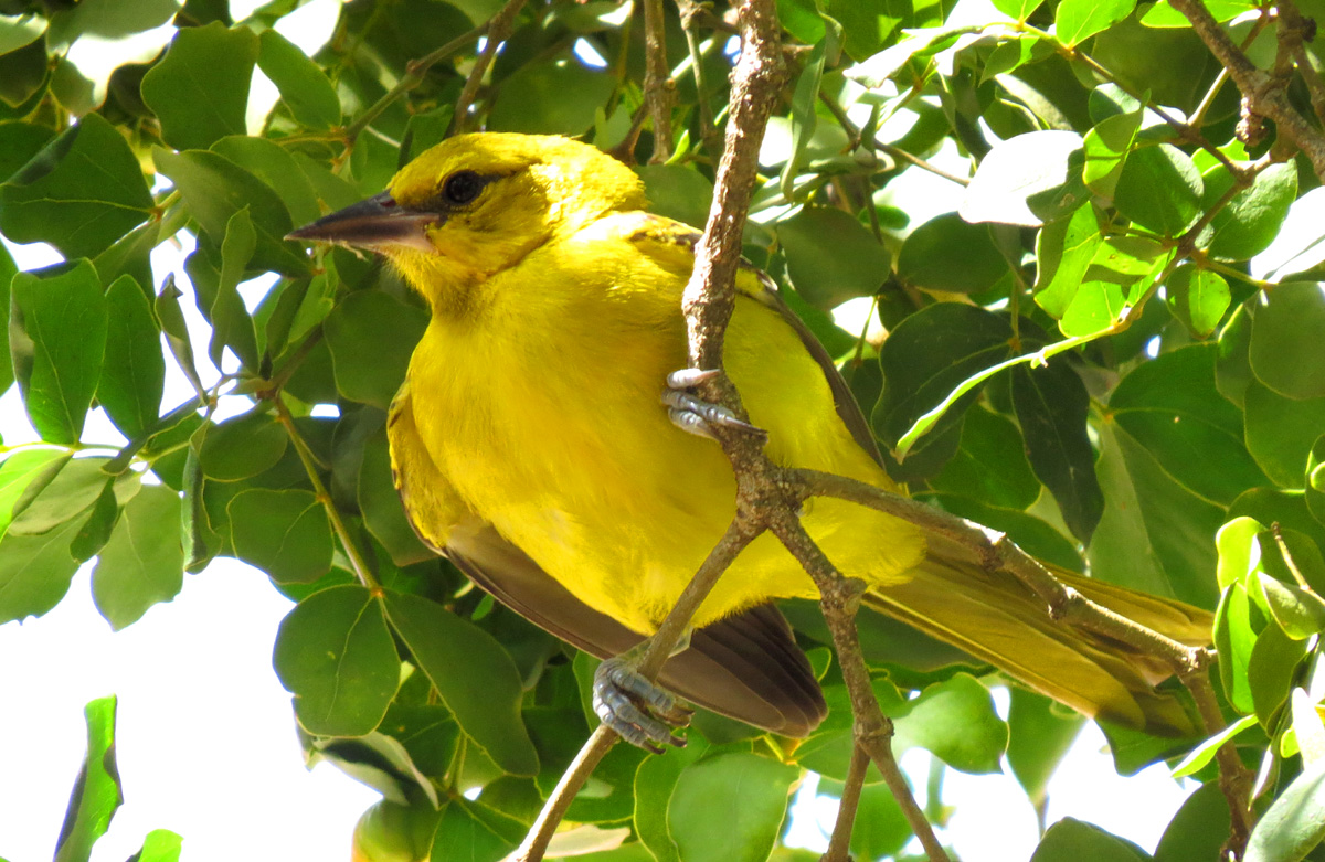 Young Yellow Oriole on Bonaire