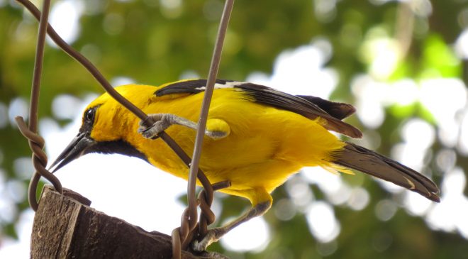 Birds of Bonaire – Yellow oriole