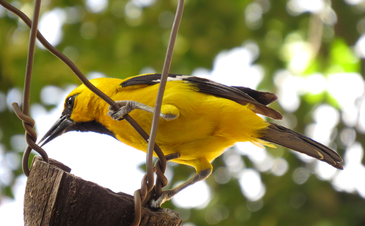 Yellow Oriole on Bonaire