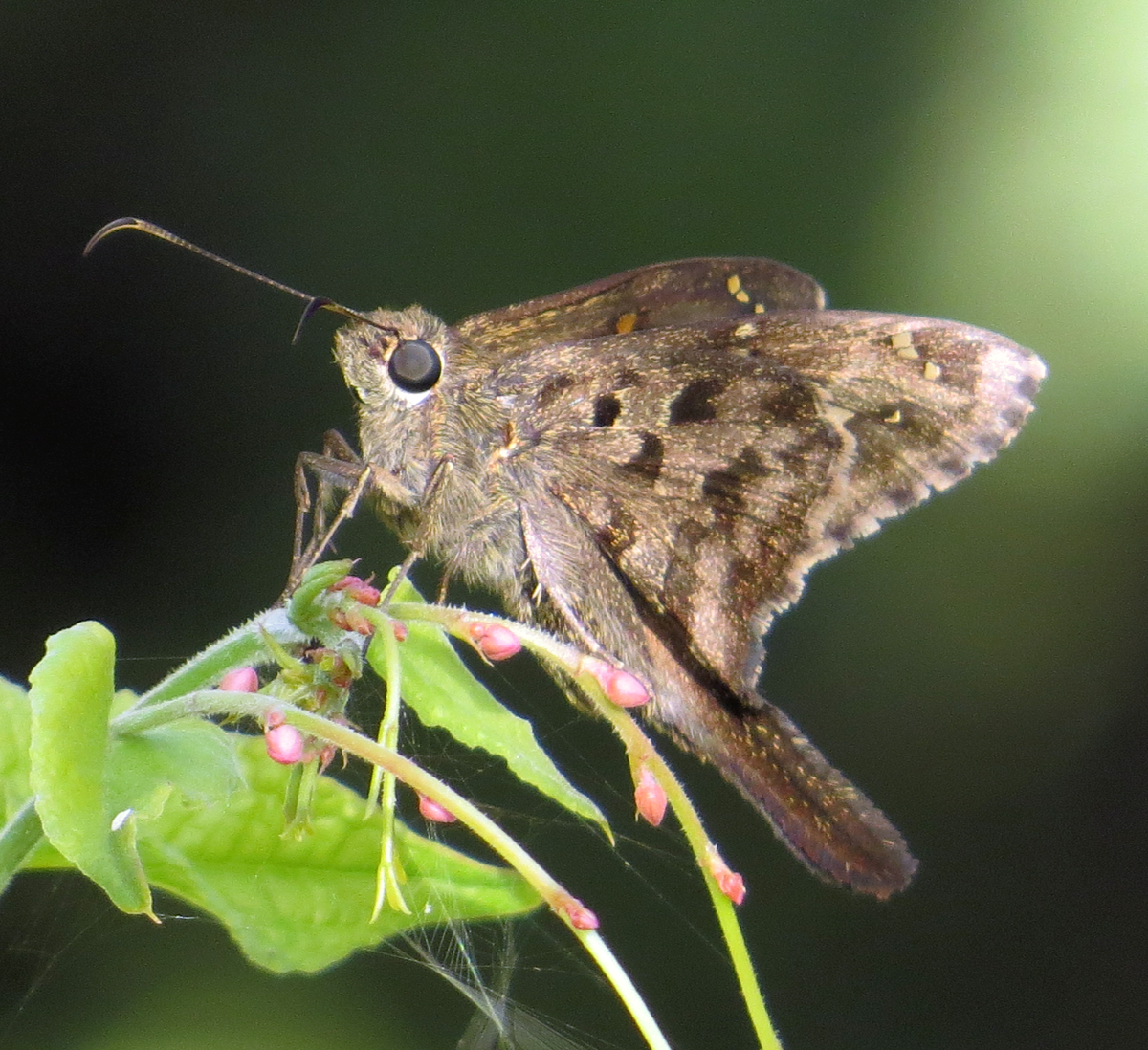 Butterflies of Bonaire - lilac-banded longtail
