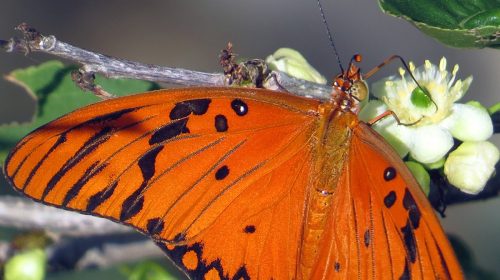 Butterflies on Bonaire – Gulf Fritillary
