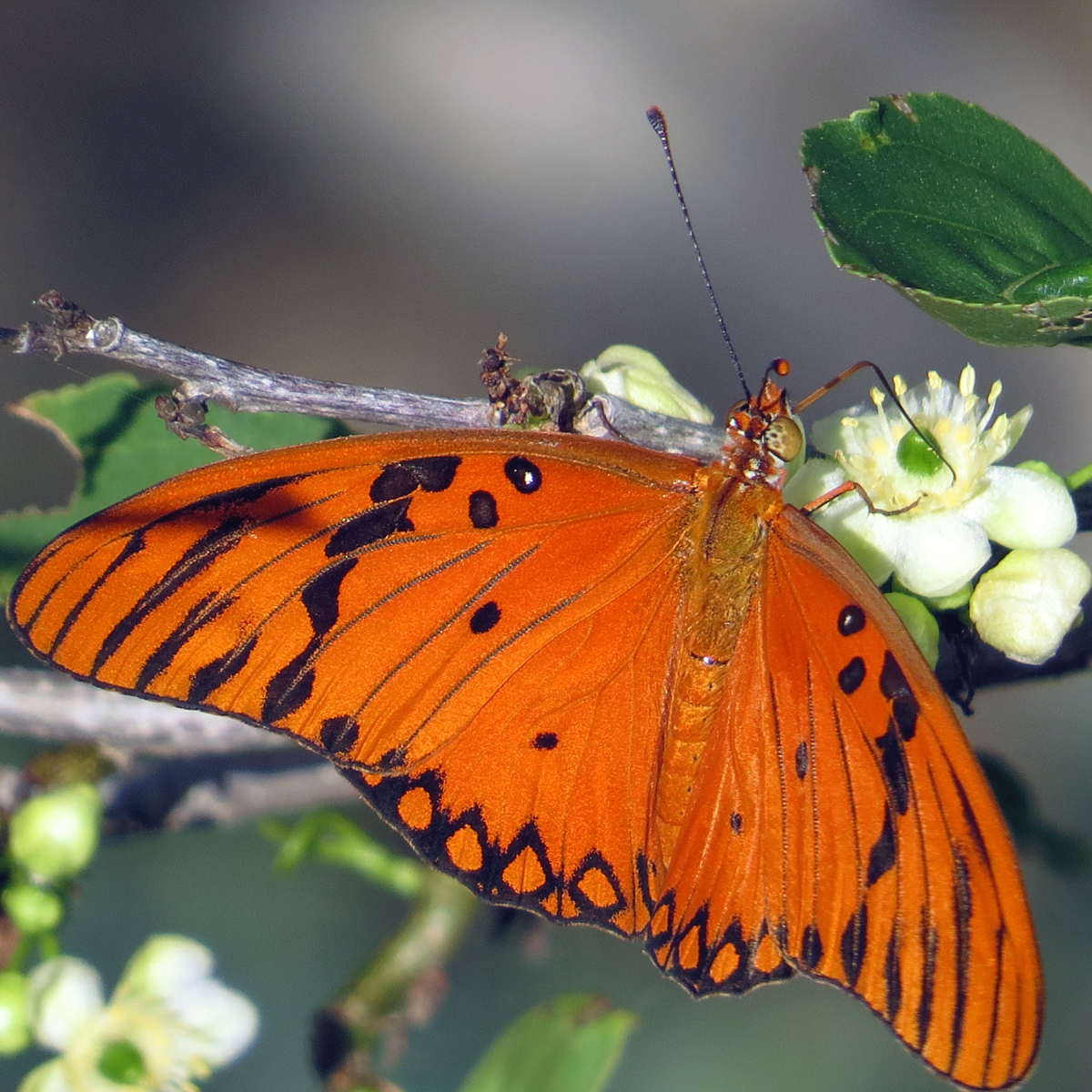 Butterflies on Bonaire – Gulf Fritillary