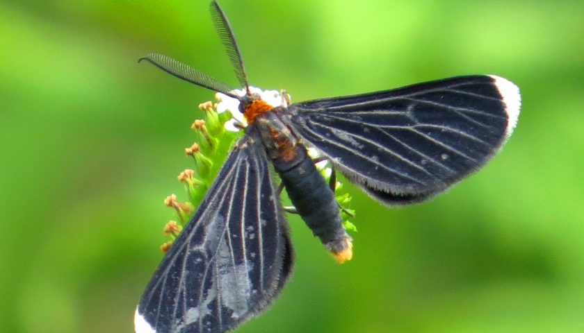Butterflies on Bonaire - White-tipped black