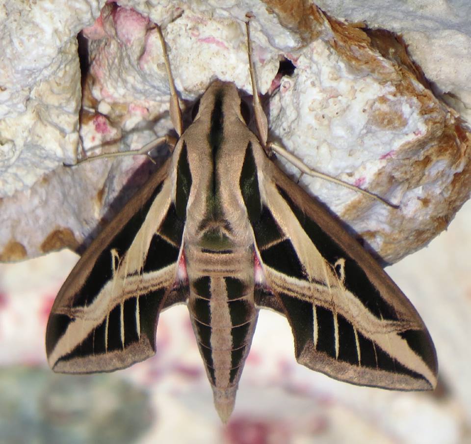 Banded sphinx moth on Bonaire