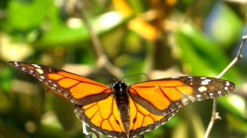 Butterflies on Bonaire – Monarch