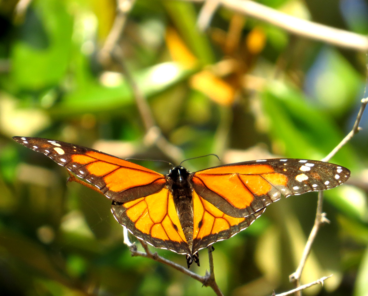 Monarch butterfly on Bonaire