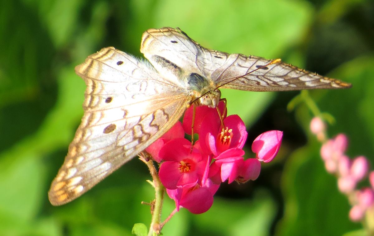 Butterflies on Bonaire - White peacock