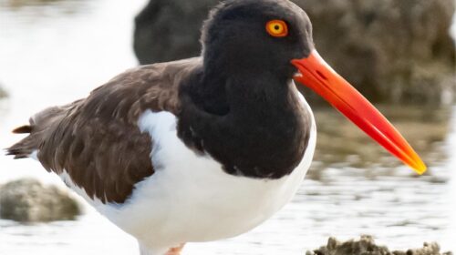American oystercatcher – Birds of Bonaire