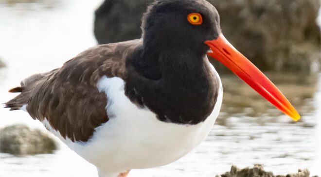 American oystercatcher – Birds of Bonaire