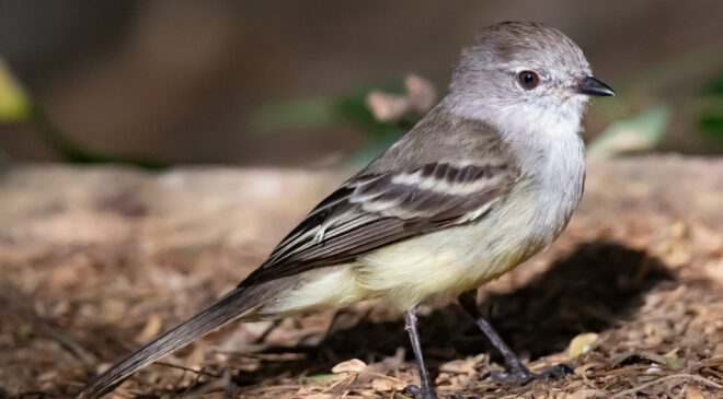 Northern scrub flycatcher – Birds of Bonaire