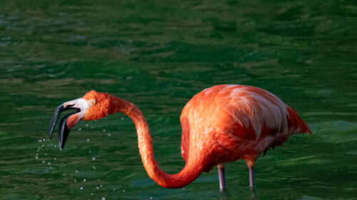 Flamingo – Birds of Bonaire