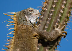 Iguana – Animals of Bonaire