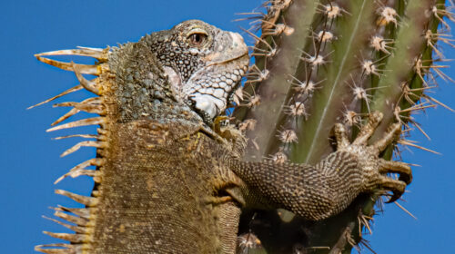 Animals of Bonaire – Iguana