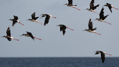 Black-necked stilt – Birds of Bonaire