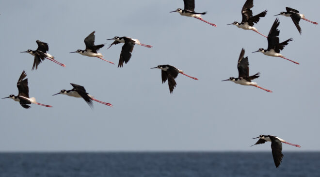 Black-necked stilt – Birds of Bonaire