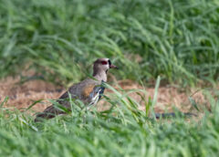 Southern lapwing – Birds of Bonaire