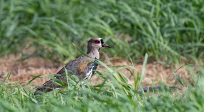 Southern lapwing – Birds of Bonaire