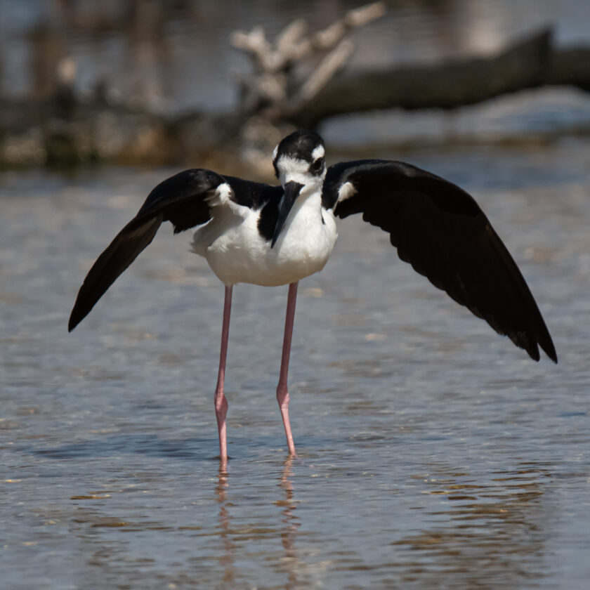 Young Black-necked stilt on Bonaire
