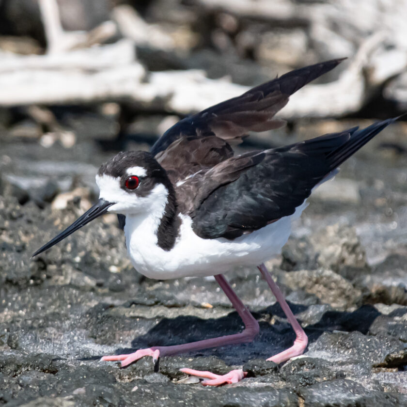 Bird of Bonaire - Black-necked stilt